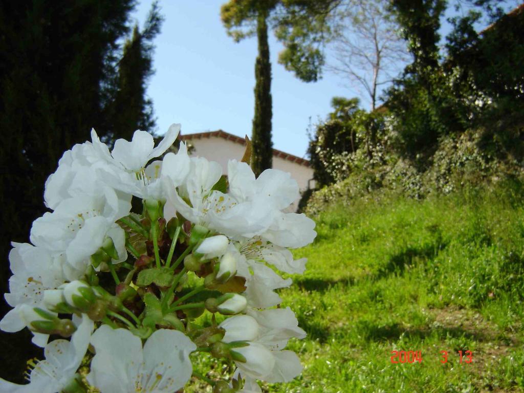Podere"Sulle Soglie Del Bosco" Appartament And Rooms Pescia Buitenkant foto